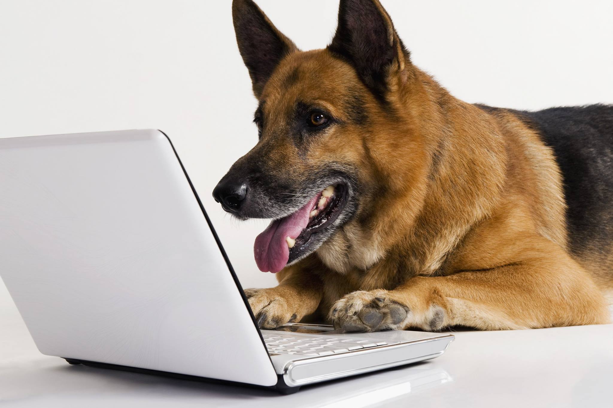 Dog-reading-email